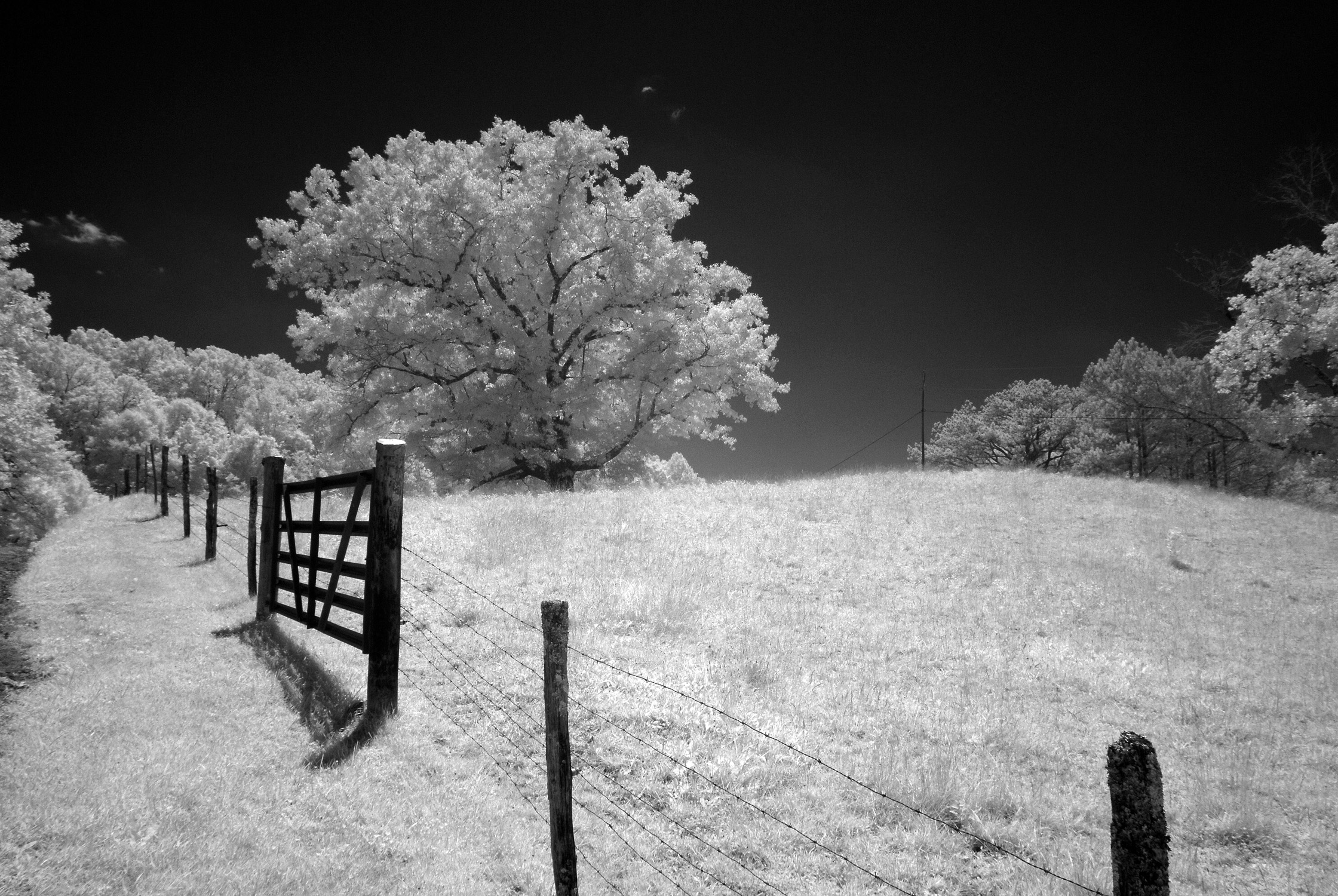 OAK ON SAM HILL ROAD FENCELINE ir web cf7b933c bb36 4b31 afad e62391973f57